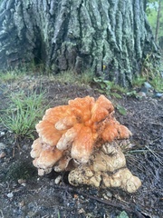 Laetiporus cincinnatus