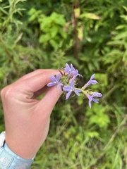 Lobelia puberula
