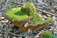Fuscoporia