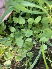 Lamium purpureum