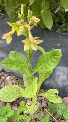Nicotiana tabacum