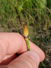 Equisetum variegatum