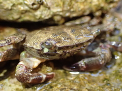 Pachygrapsus marmoratus