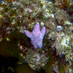 Poraniopsis echinaster