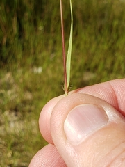 Sporobolus cryptandrus