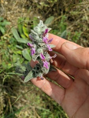 Stachys cretica