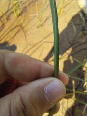 Schoenoplectus pungens