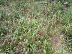 Calamagrostis varia
