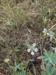 Nigella arvensis