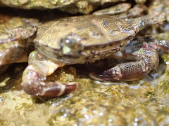 Pachygrapsus marmoratus