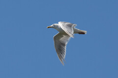 Larus glaucescens × occidentalis