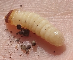 Curculio nucum
