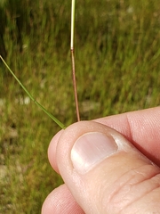 Sporobolus cryptandrus