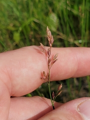Poa compressa
