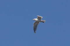 Larus glaucescens × occidentalis