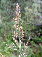 Calamagrostis varia