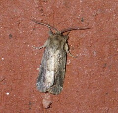 Spodoptera depravata