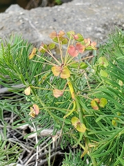 Euphorbia cyparissias