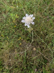 Scabiosa columbaria