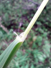Calamagrostis varia