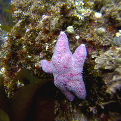 Poraniopsis echinaster