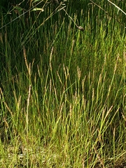 Sporobolus cryptandrus