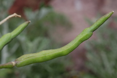 Brassica oleracea