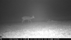 Tragelaphus scriptus