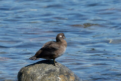 Histrionicus histrionicus