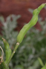 Brassica oleracea
