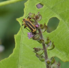 Chauliognathus marginatus