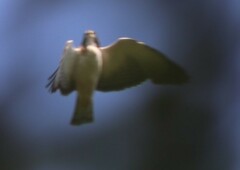 Buteo brachyurus
