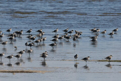 Pluvialis squatarola