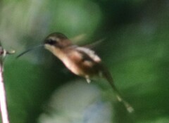 Phaethornis striigularis