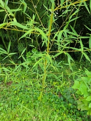 Phyllostachys aurea