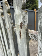 Adversaeschna brevistyla