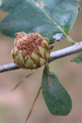 Andricus foecundatrix