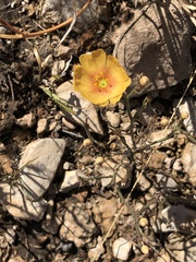 Linum berlandieri filifolium