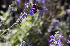 Bombus pensylvanicus