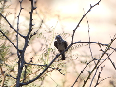 Amphispiza bilineata