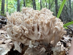 Ramaria pallida