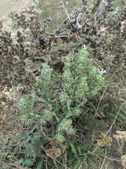 Salvia aethiopis