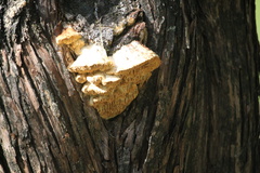 Subantrodia juniperina