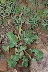 Brassica oleracea