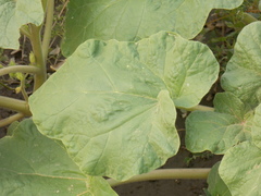 Proboscidea louisianica