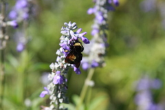 Bombus pensylvanicus