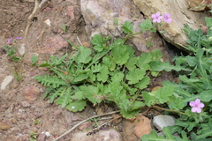 Erodium chium