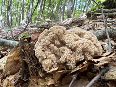 Ramaria pallida