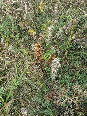 Orobanche