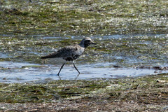 Pluvialis squatarola